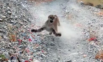 Un puma persigue amenazante a corredor durante seis minutos