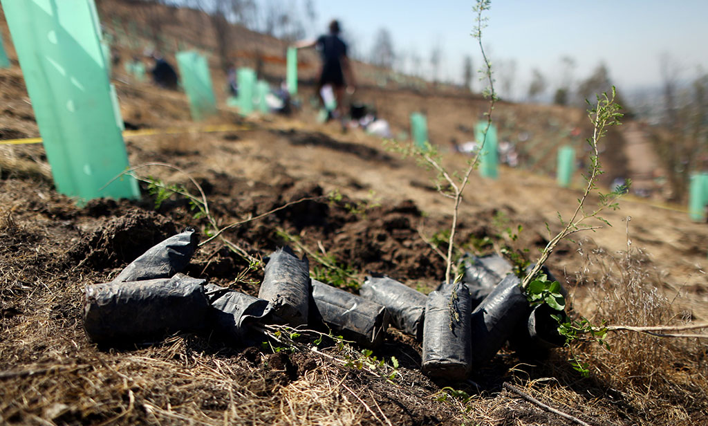 Reforestación para un mejor planeta