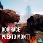 Dog Race Puerto Montt