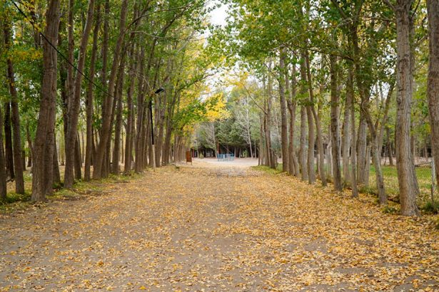 Zapala inaugura los Senderos de la Mujer en el Bosque Comunal